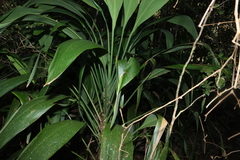 (c) Greg Tasney, some rights reserved (CC BY-SA) Cordyline petiolaris, photograph (c) Greg Tasney, some rights reserved (CC BY-SA)