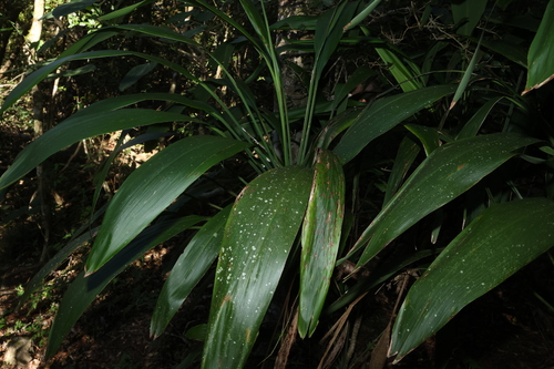 Cordyline petiolaris, photograph 4