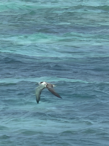 iNaturalist image