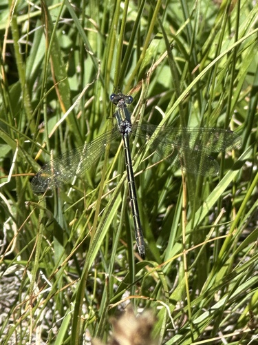 iNaturalist observation photo of Emerald Spreadwing