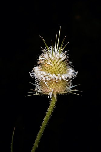 cutleaf teasel