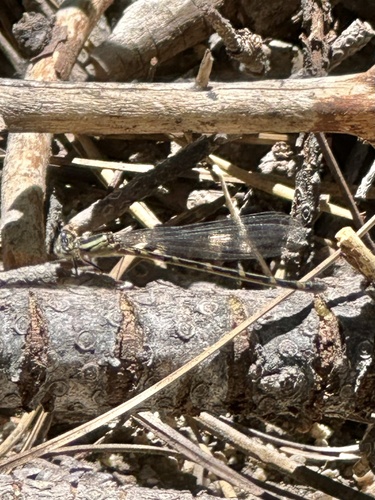 iNaturalist observation photo of Narrow-winged Damselflies
