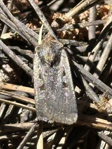 iNaturalist observation photo of Parabagrotis