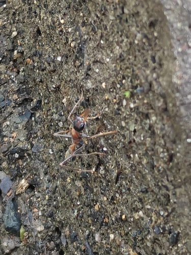 Jumping Jack Ant
