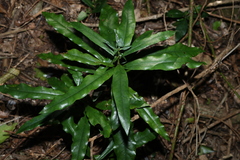 Eupomatia bennettii, photograph (c) Greg Tasney, some rights reserved (CC BY-SA)