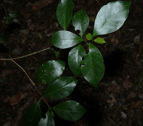 Hodgkinsonia ovatiflora, 2026-08-05