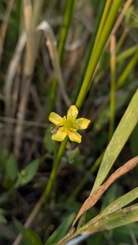 Ranunculus glaberrimus, photograph 4