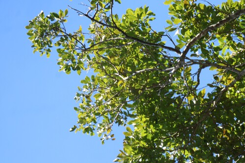 Brachychiton discolor