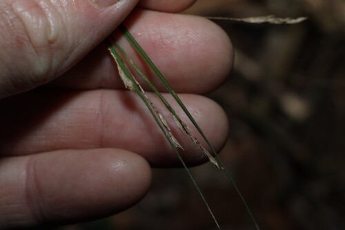 Carex brunnea observed 2026-08-05