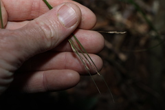 (c) Greg Tasney, some rights reserved (CC BY-SA) Carex brunnea, photograph (c) Greg Tasney, some rights reserved (CC BY-SA)
