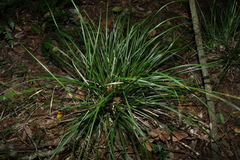 Carex brunnea