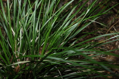 (c) Greg Tasney, some rights reserved (CC BY-SA) Carex brunnea, photograph (c) Greg Tasney, some rights reserved (CC BY-SA)
