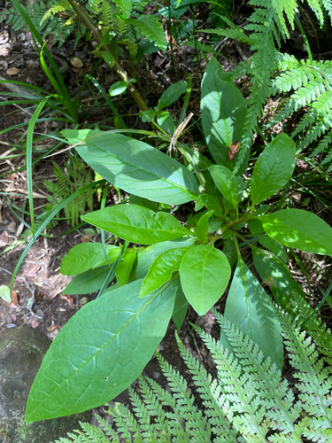 Phytolacca, 2026-06-17