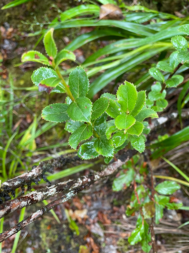 Vaccinium dentatum observed 2026-08-04