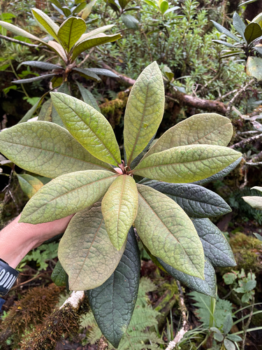 Pittosporum gayanum observed 2026-08-02
