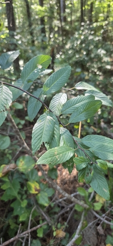 Berchemia scandens, photograph 6