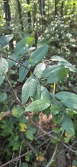 Berchemia scandens, photograph (c) Antonia Bookbinder, some rights reserved (CC BY-SA)