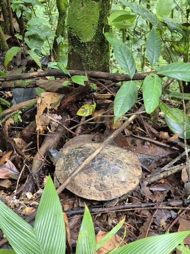 Brown Land Turtle