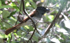 Terpsiphone atrocaudata