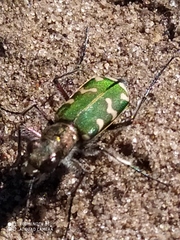 Cicindela soluta