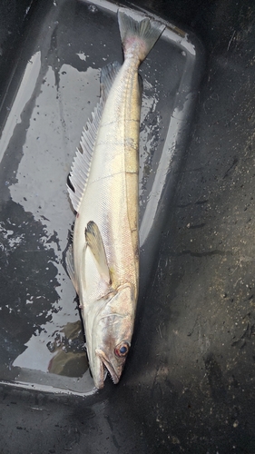 European Hake