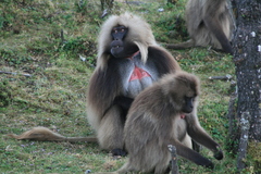 Theropithecus gelada