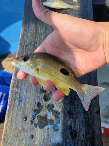 Blackspot Snapper
