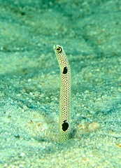 Heteroconger hassi