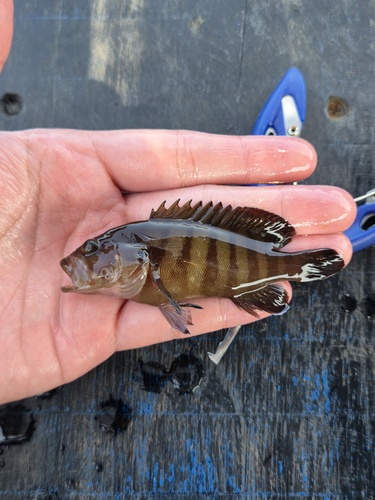 Chocolate Grouper
