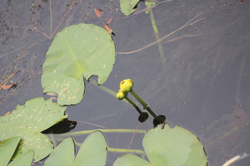 spatterdock