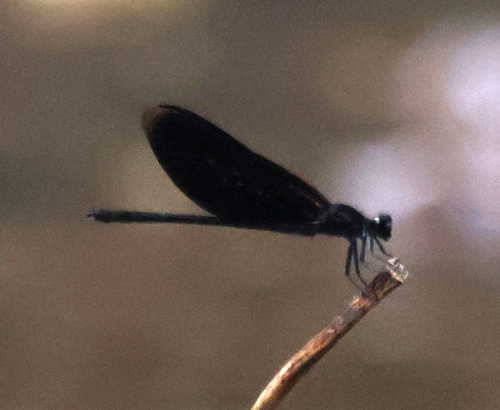 Euphaea masoni