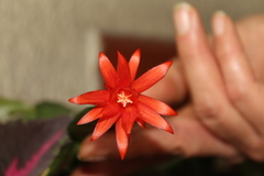 Rhipsalidopsis gaertneri