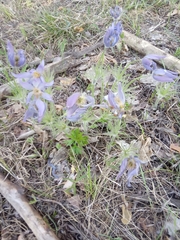 Pulsatilla patens