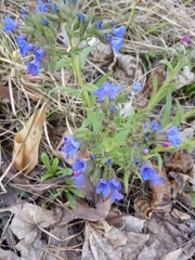 Pulmonaria angustifolia