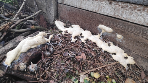Dog Vomit Slime Mold