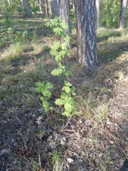 Sorbus aucuparia