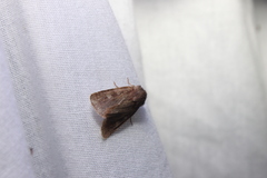 Cerastis tenebrifera