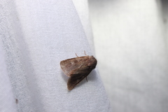 Cerastis tenebrifera