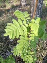 Sorbus aucuparia