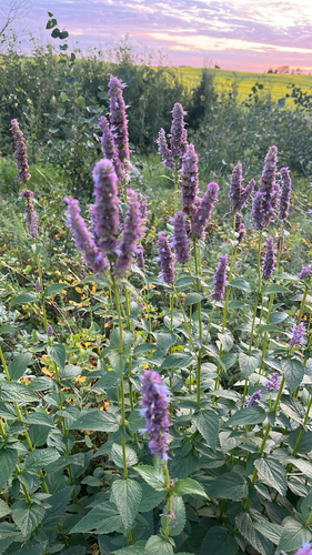 anise hyssop