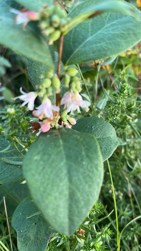 Western Snowberry