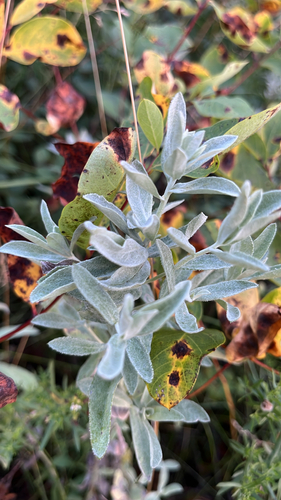 Silver Wormwood