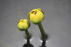 Nuphar advena image