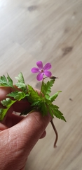 Geranium robertianum