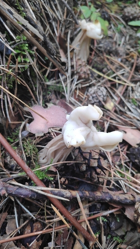 White Saddle