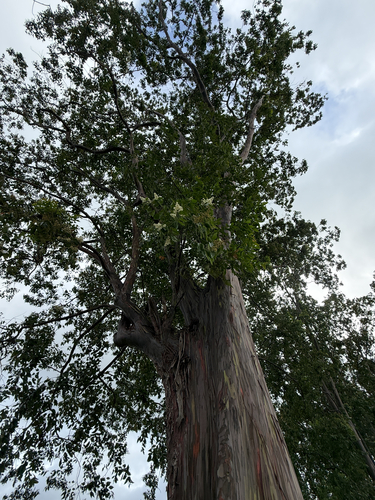 Eucalyptus deglupta, 2026-07-31