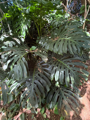 Philodendron observed 2026-08-03