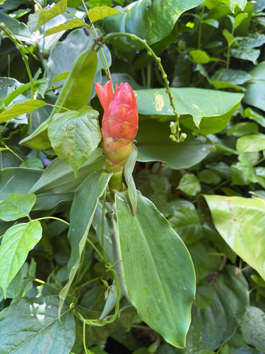 Costus woodsonii observed 2026-08-03