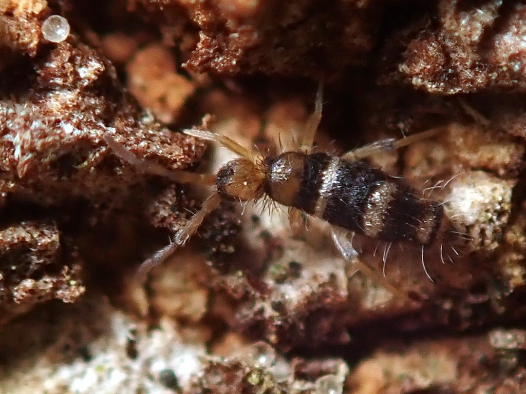Willowsia platani