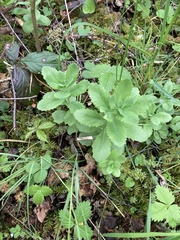 Hylotelephium telephium